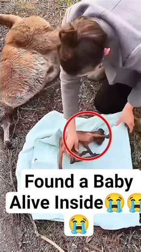 She Found a Baby Alive Inside a Dying Kangaroo… What Happened Next Is Pure Love 💔🦘#animals #rescue
