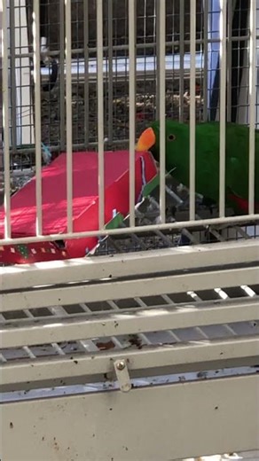 Eclectus Parrot Foraging 🦜 | Mental Stimulation & Natural Instincts