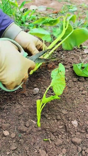 Sweet Potato Vine Pruning: Scissors Cutting and Stem Propagation Preparation Technique 🌿✂️✨