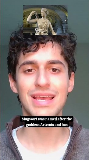 Ancient Healing Herb Mugwort