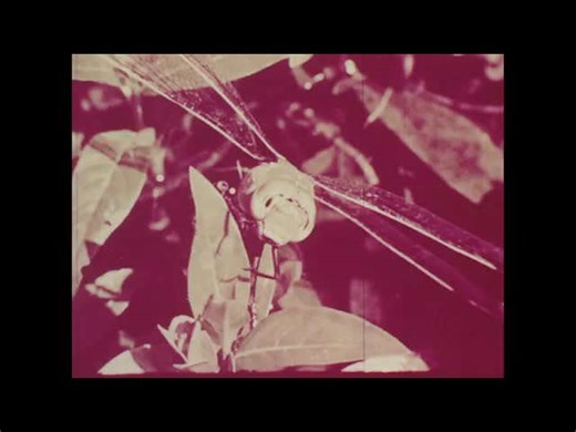 Florida Keys Mangrove Ecosystem: A Nature Documentary