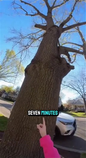 Cat saved from tree #story #cat #cute #rescue