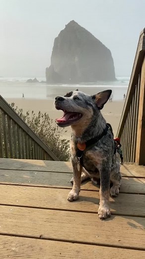 The Amazing Australian Cattle Dogs: A Compilation of Cuteness!