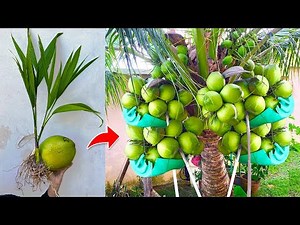 How To Propagate Coconut Trees Growing Faster Using Banana How to grow a coconut tree