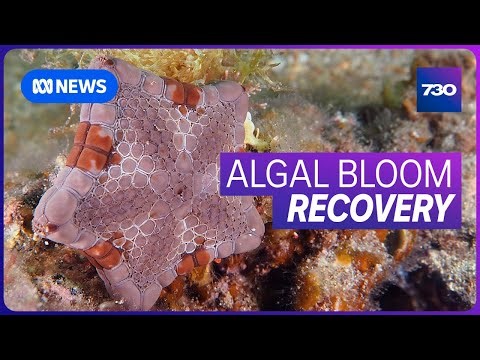Signs the algal bloom that's devastated our beaches could be diminishing | 7.30