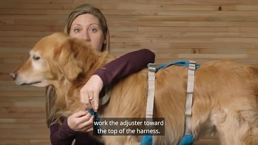 How to Fit & Adjust The Flagline Harness