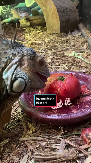 Iguana Eating Kiwi: Watch this Cute Reptile Enjoy Some Fresh Fruit!