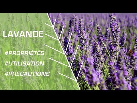 How to use lavender? - Phytotherapy