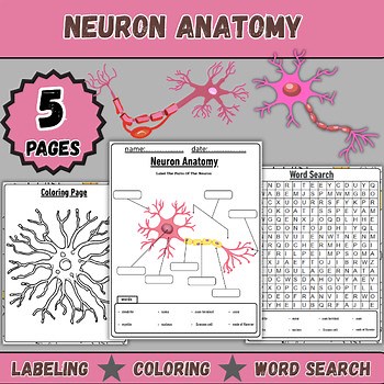 Neuron Anatomy | Labeling Worksheet, Coloring Page & Word Search Activity