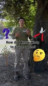 2K views · 17 reactions | Contrary to popular belief, trees don’t need regular haircuts like people do! In fact, a complex canopy is a sign that your arboreal friend is healthy and thriving. So how can you tell when a little pruning IS necessary? ✂️Jonathan from our San Gabriel Valley team breaks it down. Check out our Pruning 101 guide at the link in bio for more handy tree care tips! | TreePeople | Facebook