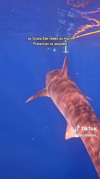 Tiger Shark: The Ultimate Bodyguard in the Ocean Depths