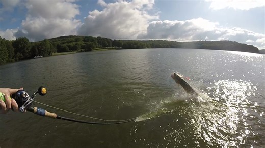 Jumps are fun! Who else holds there breathe when this happens? #muskyhunter #fishing #musky #muskie #outdoors #gonorth #lakelife #lakes #rivers #magazine #pike #esox #stealthtackle #battlethebeast #thornebros #muskymayhemtackle #muskyinnovations #driftertackle #bandncustoms #shimanousa #muskyhuntermagazine #muskyfishing #lakes #lake #river #rivers #bigfish #bigmuskies #podcast #fishing #seminars #clinics #musky #muskie #education #itunes #spotify #muskyroadrules #outdoors #radio | Musky Hunter