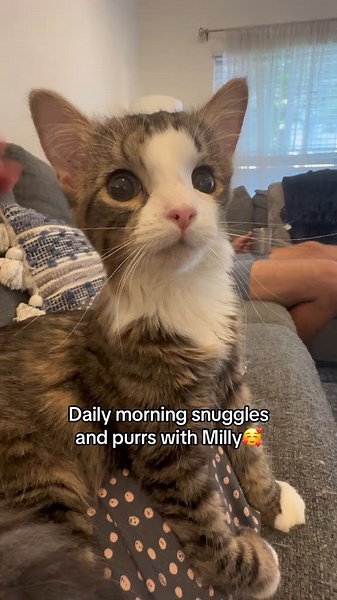 Mornings with Milly - Sweet Cat Purring and Snuggling Moments