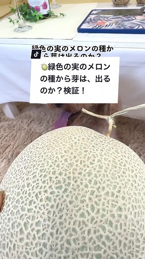 緑色の実のメロンの種から芽は出るのか？検証結果と育て方