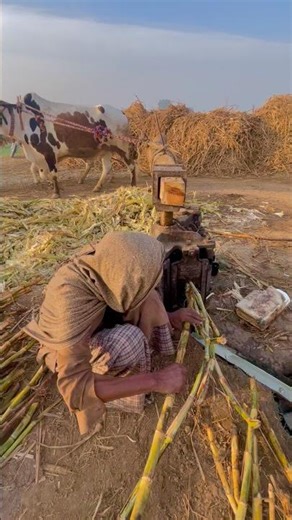 Traditional older sugarcane juice machine rotating on oxen’s #shortsfeed #viral