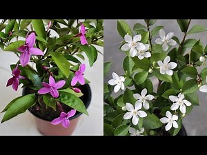 10 RARE Permanent Flowering Plants You Haven't Seen Before!