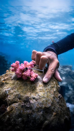 CORAL GARDENERS | Coral reef… loading. Join our Mo’orea crew on YouTube to discover the craft of coral gardening in our new vlog tutorial. 🎞️ Video by CG... | Instagram