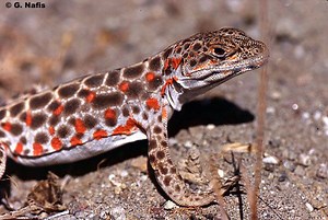 Long nosed leopard lizard - Alchetron, the free social encyclopedia