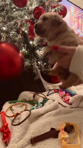 new collar unlocked for our red collar princess 🤍 #christmas2025 #goldenretriever #goldenretrieverpuppy #goldenpuppies #goldenretrieverlife | Golden Valley Retrievers
