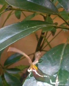 Cape dwarf chameleon gives birth | Lilyon DIY