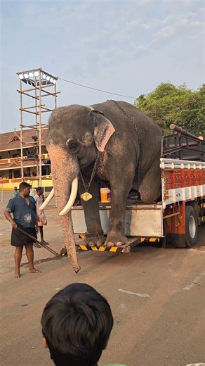 അവസാനം ഒരു നിൽപ്പുണ്ട്... #elephant #ആനപ്രാന്തന് #ആനപ്രേമി #pooram #uthsavam #festival #travel