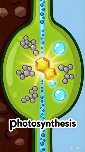 Photosynthesis Explained 🌱 in 15 Seconds 🌱 | How Plants Make Food 🌞🌿