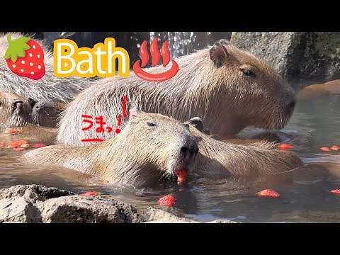 Capybaras in the strawberry bath ♨️ Izu Shaboten Zoo's original capybara open-air bath 2023.3.4 m...