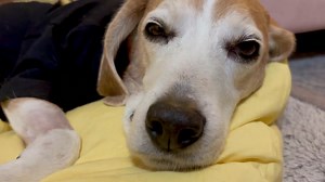 the sleepy baby dog ~ I loves you all with mine whole heart ~ little SC from Sebastian Cabot it's a Family Affair ❤️ @topfans | Sebastian Cabot it's a Family Affair