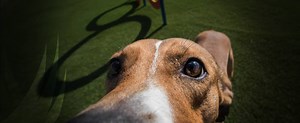 Pet & Dog Turf in Las Vegas NV | Artificial Grass for Pets | SYNLawn