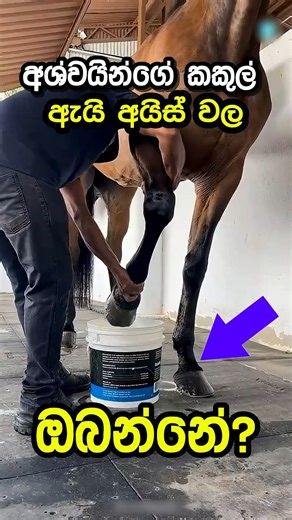 මොකද දුවලා ඉවර උනුගමන් අශ්වයන්ගේ කකුල් අයිස් වල දාන්නේ ?🐎 |Preventing Horse Injuries with Ice?🐎