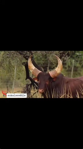 Ankole Cattle: A Heritage of Uganda