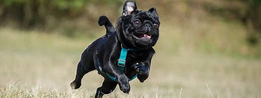 How Fast Can A Pug Run? What Is The Fastest Pug In The World