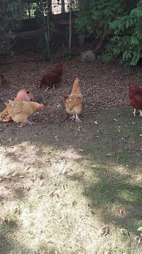 🪱 Natural composting + live protein = happy hens