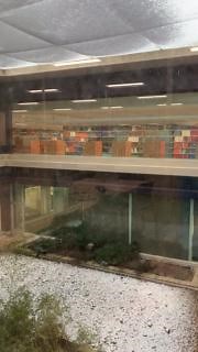 We're enjoying the snow from inside the Health Sciences Library. Hope you're warm and safe! #Snowfall #SBULibraries #HealthSciencesLibrary #Quiet #February | Stony Brook University Libraries