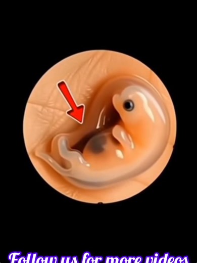 4 Weeks Baby Development Inside the Womb
