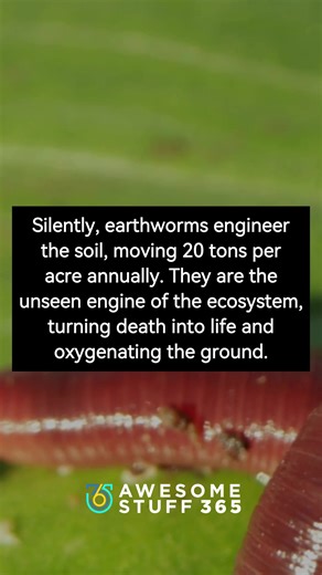 Earthworms quietly move more than 20 tons of soil per acre each year, turning death into life and feeding the planet from below. They’re the invisible engineers keeping ecosystems breathing. Does knowing this change how you see the ground beneath your feet? | Awesome Stuff 365 - Outdoors