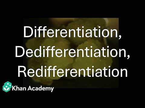 Differentiation, Dedifferentiation and Re-differentiation | Plant growth and development | Grade 11
