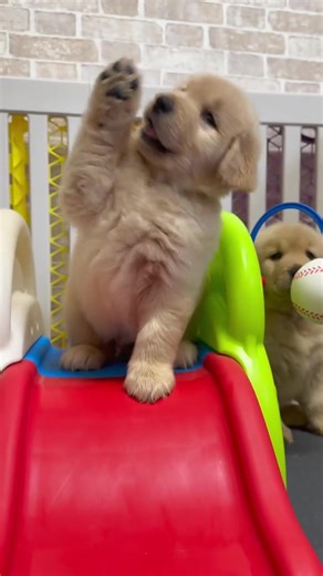 Meet our adorable Golden Retriever puppies looking for their forever homes! 🐾 These little bundles of joy are known for their loving hearts, playful energy, and incredible loyalty. They’ve been raised in a family environment and are well socialized with people and other pets. If you’re looking for a best friend who will grow up to be gentle, smart, and affectionate, a Golden is the perfect choice. Send a message to learn more about adoption and bring home your new best friend today! 💛 #goldenr