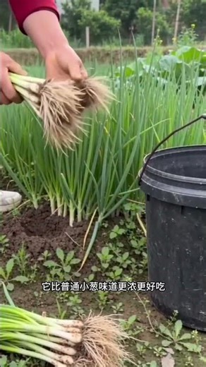 Quick-Grow Garlic Chives Seeds - Perfect for Beginners