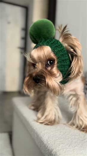 Dog hat 🥰😘💚 #knitting #crochet #cute #pets #puppy