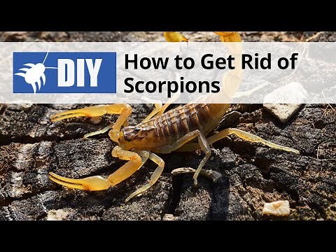 How to Get Rid of Scorpions | DoMyOwn.com