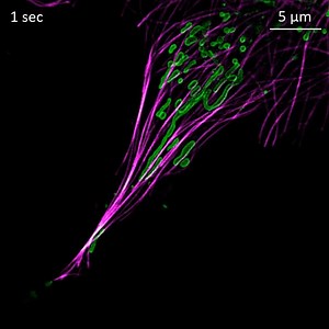Movement of mitochondria (green) and microtubules (magenta) in superresolution, imaged with Lattice SIM on ZEISS Elyra 7. Discover Lattice SIM and Elyra 7 here: https://zeiss.ly/f-elyra-7 | ZEISS Microscopy