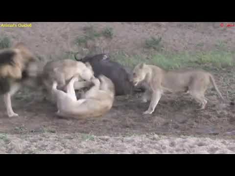 Most Unbelievable Moments of Prey Escapes Predators| When Predator Becomes prey