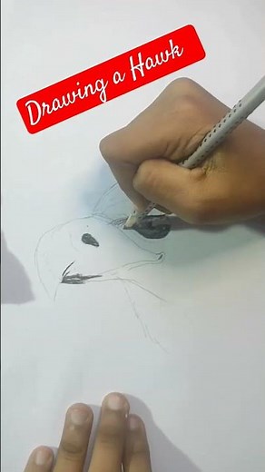 drawing a hawk easy drawing tutorial