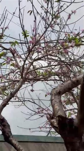 Flexing My Beautiful Light Pink Peach Blossom Tree