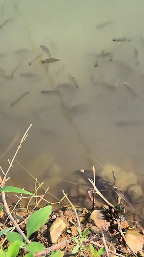 Macrobrachium rosenbergii, also known as the giant river prawn or giant freshwater prawn, is a commercially important species of palaemonid freshwater prawn. It is found throughout the tropical and subtropical areas of the Indo-Pacific region, from India to Southeast Asia and Northern Australia. #prawns #freshwaterfishing #fishing | Hendrix backyard TV