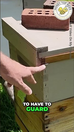 Beehive Airflow: Simple Hack to Keep Robber Bees Out! #shorts