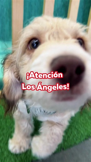¡Atención, Los Ángeles! 🐾 Estamos preparando todo para recibirte en nuestra nueva tienda SuperZoo Los Ángeles. Muy pronto tendrás un nuevo espacio para encontrar todo lo que tu mascota necesita: alimento, snacks, juguetes, accesorios y mucho más. 📍 Encuéntranos en Ercilla 190, local 38, Los Ángeles. ¡Prepárate para vivir la experiencia SuperZoo junto a tu mascota! ❤️ #SuperZoo #LosÁngeles #MascotasFelices #NuevaTienda