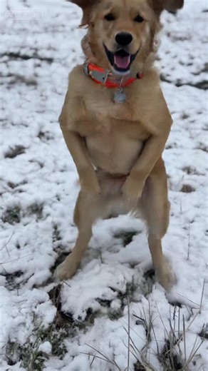 What Is Your Dog Doing? Cute and Fun Moments