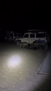 Curious camper… Unfortunately a lot of these hyenas gets exposed to humans therefore they are very curious and inquisitive, always make sure your campsite is locked up and secure. #hyena #predator #scavenger #nature #wildlife #overlanding #overlander #africa #southafrica #botswana #natureguide #privateguide #landrover #enjoylife | Christiaan Swanepoel